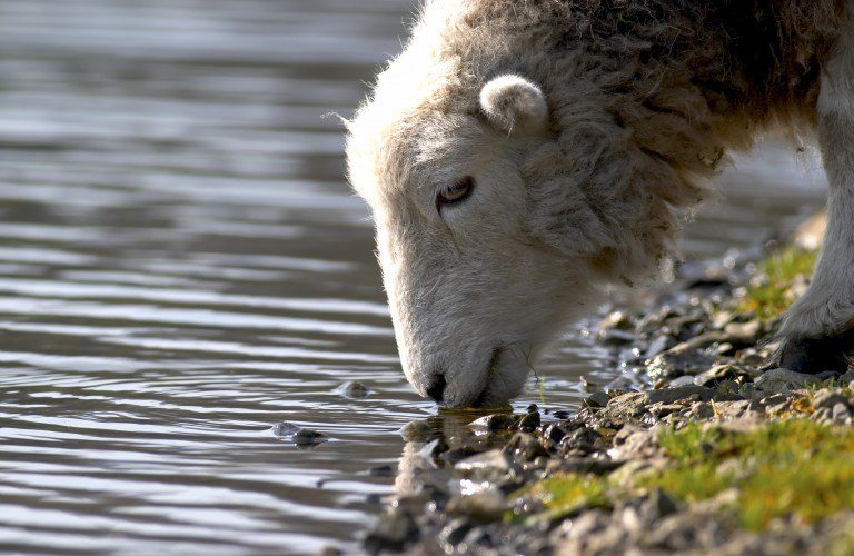 A Herdwick sheep at the water edge