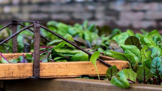 Kitchen Garden